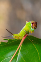 /album/foto-adriano/bruco-cerura-vinula-bruco-della-sfinge-o-bruco-gatto-jpg/